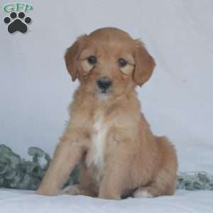 Flicka, Goldendoodle Puppy